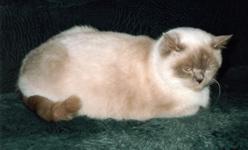Queene